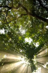 The morning light penetrated through the tall trees in the green forest.