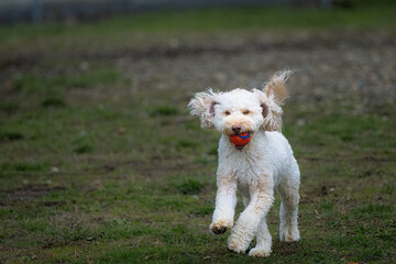 2023-02-16 A WHITE DOODLE DOG RUNNING WITH A BALL IN ITS MOUTH ON CAMANO ISLAND WASHINGTON