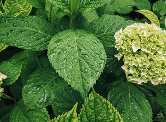 Large brght green leaves of a hydrangea bush with large rain drops. Natural background.