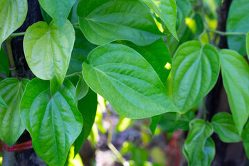 Green leaves of betel plant in the garden