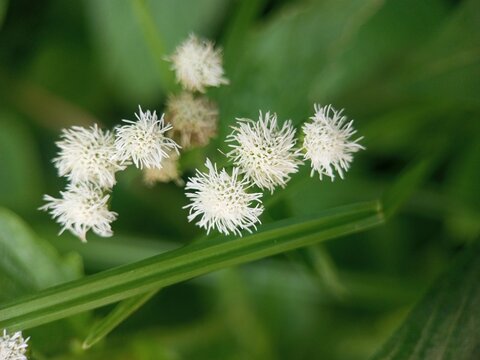 Bandotan (Ageratum conyzoides) is a small plant native to tropical America, especially Brazil.