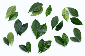 Green leaves of cape jasmine or garden gardenia, gerdenia flower