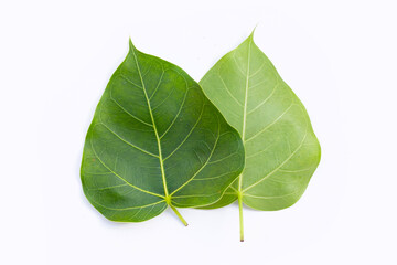 Obraz premium Green bodhi leaf on a white background.