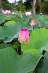 Beautiful blooming pink lotus flower with green leaves