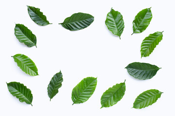 Fresh coffee leaves on white background.