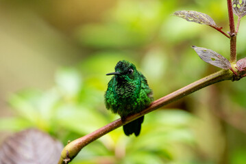 Kolibri Smaragdkolibri