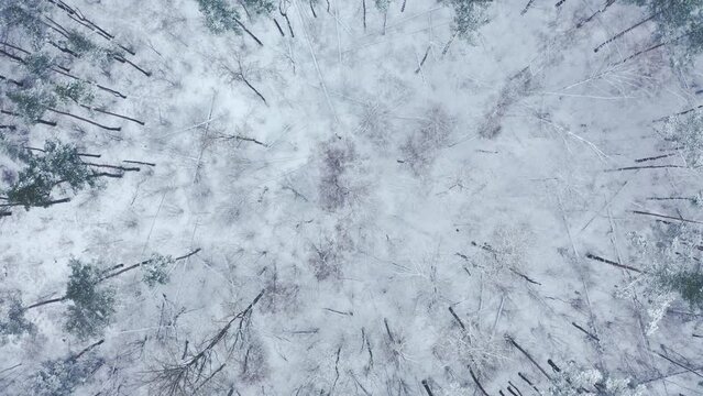 Kyiv, Ukraine. Beautiful landscape of snowy dense woods. Aerial view of the off-road area covered with snow. High quality 4k footage