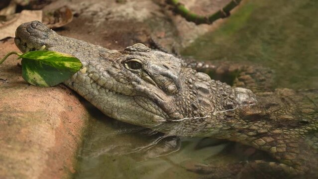 West African crocodile Often Mistaken With Nile Crocodile - Close Up Static