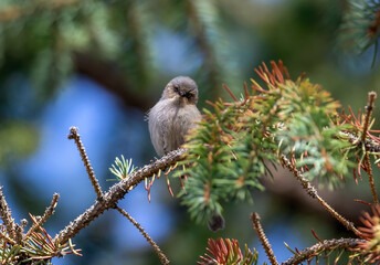 A female American Bushtit looks straight at the viewer while perched on an Evergreen branch, with a colorful, forest like background.