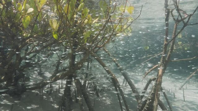 Small fish seeking protection in an underwater Mangrove habitat in a pristine water environment. Eco marine survey