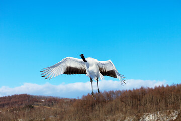 鶴の飛び立ち（阿寒丹頂観察センター・阿寒町）