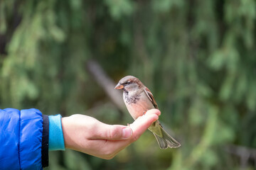 The boy feeds the birds with seeds from his hand. Sparrow eats seeds from the boy's hand