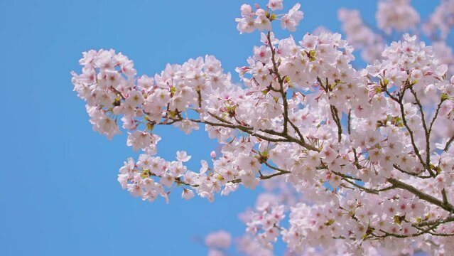 桜　満開