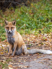 Close up of a red fox Vulpes vulpes, sitting on a path in the forest.