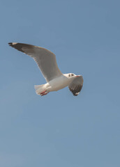 Seagulls flying in the blue sky, chasing after food to eat at Bangpu, Thailand.