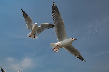 Seagulls flying in the blue sky, chasing after food to eat at Bangpu, Thailand.