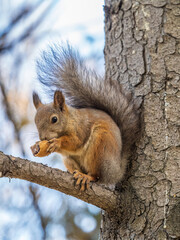 The squirrel with nut sits on tree in the autumn. Eurasian red squirrel, Sciurus vulgaris.