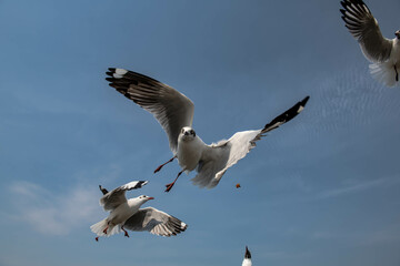 Seagulls flying in the blue sky, chasing after food to eat at Bangpu, Thailand.