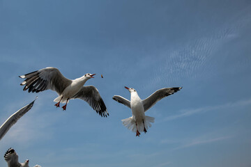 Seagulls flying in the blue sky, chasing after food to eat at Bangpu, Thailand.