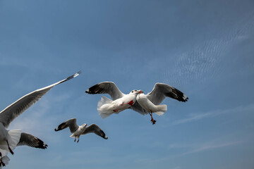 Seagulls flying in the blue sky, chasing after food to eat at Bangpu, Thailand.
