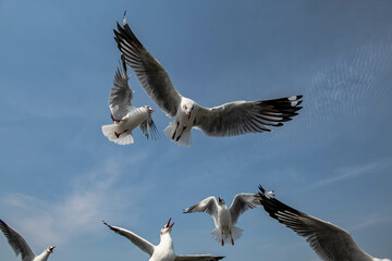Seagulls flying in the blue sky, chasing after food to eat at Bangpu, Thailand.