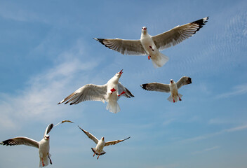 Seagulls flying in the blue sky, chasing after food to eat at Bangpu, Thailand.