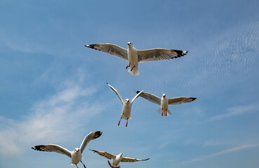 Seagulls flying in the blue sky, chasing after food to eat at Bangpu, Thailand.