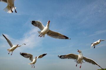 Seagulls flying in the blue sky, chasing after food to eat at Bangpu, Thailand.