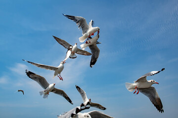 Seagulls flying in the blue sky, chasing after food to eat at Bangpu, Thailand.