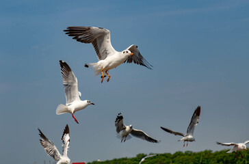 Seagulls flying in the blue sky, chasing after food to eat at Bangpu, Thailand.