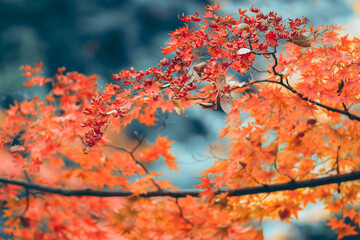 Looking up at golden autumn leaves on a tree branch