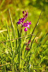                                nice flowers in the meadow