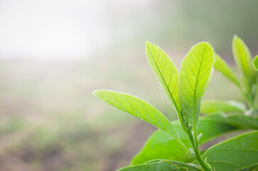 Nature view of green leaf with morning dew drops on blurred greenery background in garden with natural green plants landscape, ecology, fresh wallpaper concept.