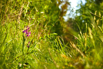 Fototapeta premium nice flowers in the meadow