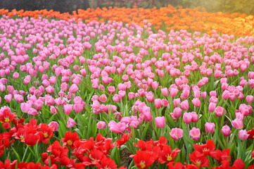 Fototapeta premium beautiful tulip in the garden, natural background