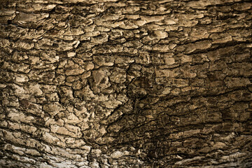 木の皮