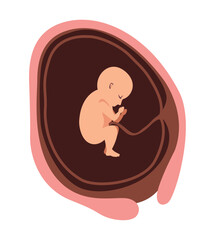 twenty week baby fetus