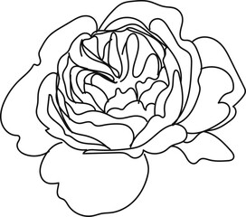 minimal botanical graphic sketch line art drawing, trendy tiny tattoo design, floral elements vector illustration