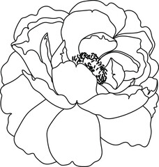 minimal botanical graphic sketch line art drawing, trendy tiny tattoo design, floral elements vector illustration