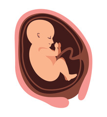 thirty week fetus baby