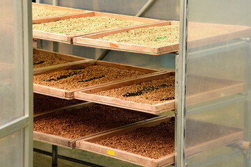 Close up of coffee beans drying in the sun              