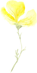 Fototapeta na wymiar watercolor leaf and flower. Botanical illustration minimal style. 