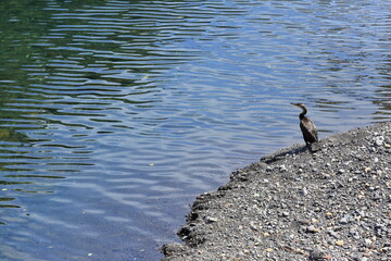 바닷가 해안에서 먹이를 찾아 어슬렁거리는 가마우지 한마리
