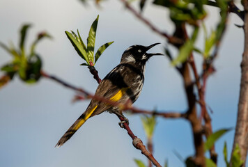 Australian New Holland Honey eater bird chirping while perched on a branch