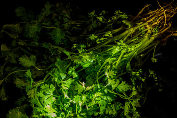 A sprig of fresh coriander leaves on a black background