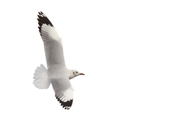 Obraz premium Beautiful seagull flying isolated on transparent background png file 
