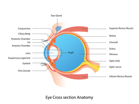 Eye Cross section Anatomy, Human eye structure scheme medical illustration