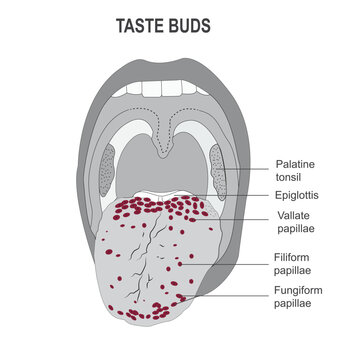 The taste buds, the sites of the nerve endings of sense of taste in the tongue,vector illustration.Human Mouth and Tongue. 
