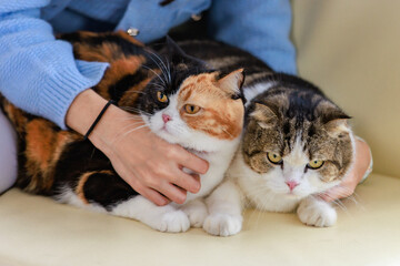 Millennial Asian young kindly cheerful female owner sitting on cozy sofa couch smiling holding hugging cuddling two short hair cute little domestic kitten furry purebreed pussycat pet friend at home