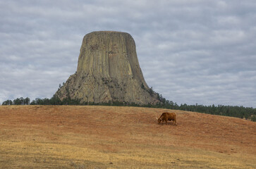 Lone long horn bull grazing near Devil's Tower